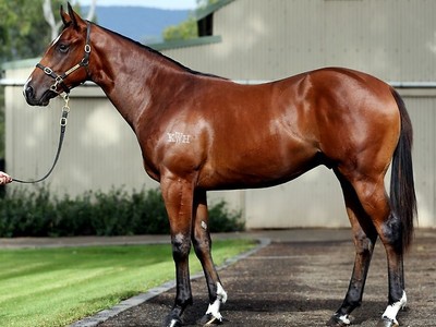 Stockwell Thoroughbreds Presents A Quality Draft At Melbourn ... Image 3